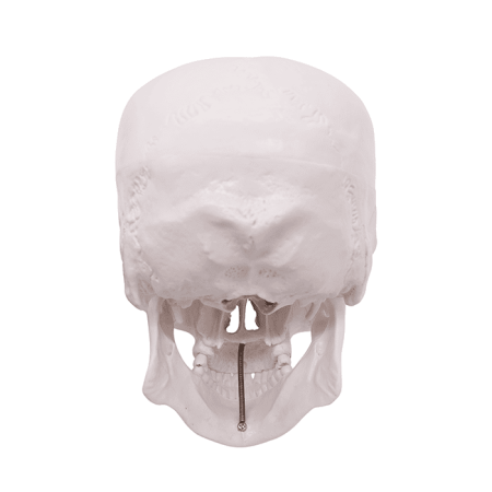 Модель «Череп человека» смонтированный